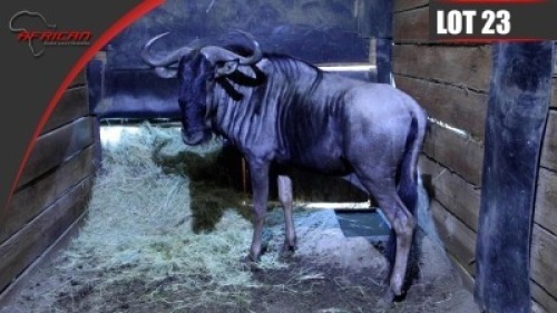 Blue Wildebeest
