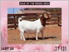 1X BOER GOAT Stoet 48-891 DOE MILAMIEK BOERGOATSTUD