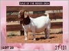 1X BOER GOAT Stoet 48-891 DOE MILAMIEK BOERGOATSTUD - 2