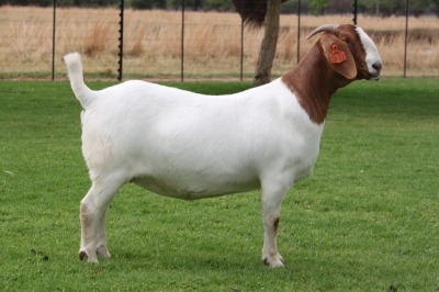 1X BOER GOAT Stoet 48-281 DOE BOSLAND BOERDERY