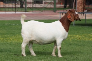 1X BOER GOAT Stoet 48-775 DOE BOSLAND BOERDERY