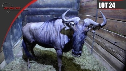 Blue Wildebeest