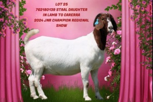 1X BOER GOAT Stoet 48-766 DOE SHONGOLOLO BOERBOK STOET