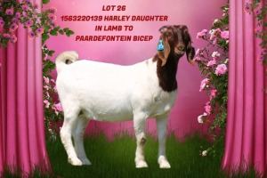 1X BOER GOAT Stoet 21-285 DOE SHONGOLOLO BOERBOK STOET