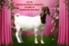 1X BOER GOAT Stoet 21-285 DOE SHONGOLOLO BOERBOK STOET