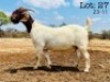 1X BOER GOAT Stoet 48-257 DOE WIMI SADA BOERBOK STOET