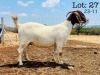 1X BOER GOAT Stoet 48-257 DOE WIMI SADA BOERBOK STOET - 2