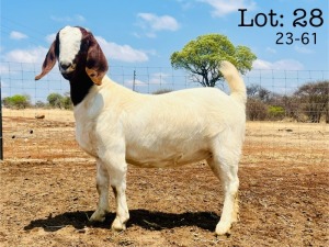 1X BOER GOAT Stoet 48-898 DOE WIMI SADA BOERBOK STOET