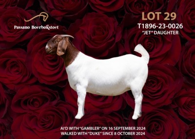 1X BOER GOAT Stoet 48-1186 DOE PASSANO BOERBOKSTOET