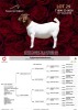 1X BOER GOAT Stoet 48-1186 DOE PASSANO BOERBOKSTOET - 2