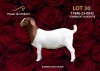 1X BOER GOAT Stoet 48-1183 DOE PASSANO BOERBOKSTOET