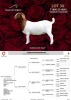 1X BOER GOAT Stoet 48-1183 DOE PASSANO BOERBOKSTOET - 2