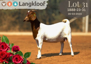 1+1X BOER GOAT Stoet 10-421 DOE LANGKLOOF BOERBOKSTOET