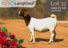 1X BOER GOAT Stoet 48-894 DOE LANGKLOOF BOERBOKSTOET