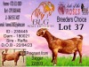 1 - WITHDRAWNX KALAHARI RED Onttrek DOE BLG STUD BREEDERS