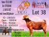 1X KALAHARI RED Stoet 17-118 DOE BLG STUD BREEDERS