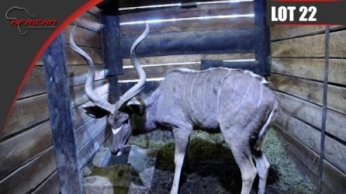 Kudu