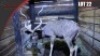 Kudu