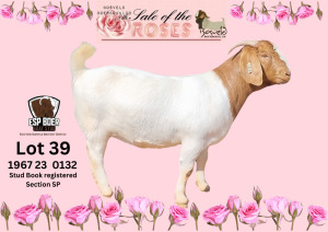 1X BOER GOAT Stoet 48-677 DOE ESP BOER GOAT STUD