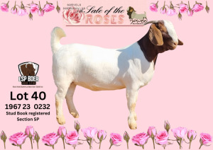 1 - WITHDRAWNX BOER GOAT Onttrek DOE ESP BOER GOAT STUD