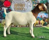 1X BOER GOAT Stoet 48-776 DOE RUAN MANS BOERGOAT STUD