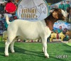 1X BOER GOAT Stoet 48-776 DOE RUAN MANS BOERGOAT STUD - 2