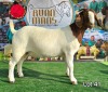 1X BOER GOAT Stoet 48-776 DOE RUAN MANS BOERGOAT STUD - 3