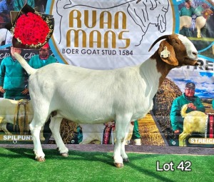 1X BOER GOAT Stoet 48-772 DOE RUAN MANS BOERGOAT STUD