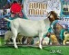 1X BOER GOAT Stoet 48-772 DOE RUAN MANS BOERGOAT STUD - 2