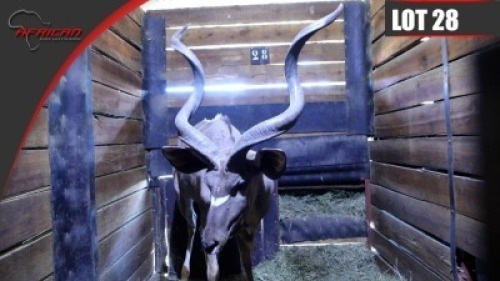 Kudu