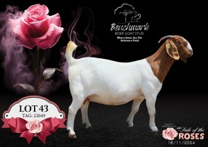 1X BOER GOAT Stoet 48-099 DOE BENCHMARK BOERBOKSTOET