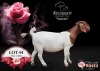 1X BOER GOAT Stoet 48-872 DOE BENCHMARK BOERBOKSTOET