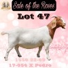 1X BOER GOAT Stoet 48-879 DOE BEZUIDENHOUT BBS