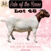 1X BOER GOAT Stoet 48-877 DOE BEZUIDENHOUT BBS