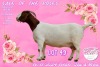 1+3X BOER GOAT Stoet 48-878 DOE COLLEN BOERDERY - 2