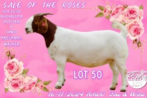 1 - WITHDRAWNX BOER GOAT Onttrek DOE COLLEN BOERDERY