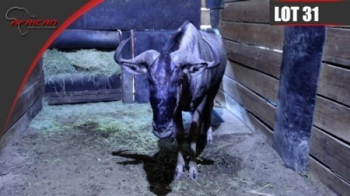 Blue Wildebeest