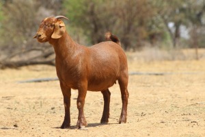 1X KALAHARI RED Stoet 11-143 DOE KAULANI RANCH