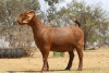 1X KALAHARI RED Stoet 11-143 DOE KAULANI RANCH - 2