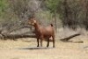 1X KALAHARI RED Stoet 11-143 DOE KAULANI RANCH - 3