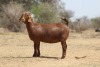 1X KALAHARI RED Stoet 11-143 DOE KAULANI RANCH - 4