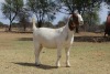 1X BOER GOAT Stoet 11-153 DOE KAULANI RANCH