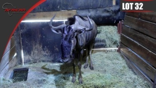 Blue Wildebeest