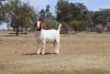 1X BOER GOAT Stoet 11-153 DOE KAULANI RANCH - 2