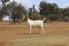 1X BOER GOAT Stoet 11-153 DOE KAULANI RANCH - 3