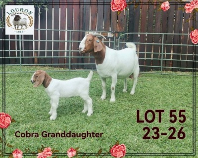 1+1X BOER GOAT Stoet 48-301 DOE LOURON BOERBOKSTOET