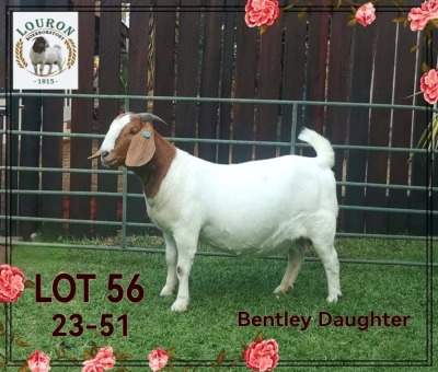 1+1X BOER GOAT Stoet 48-306 DOE LOURON BOERBOKSTOET