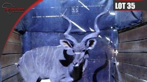 Kudu