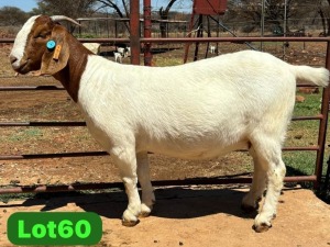 1X BOER GOAT Stoet 48-629 DOE SCHOONHEID BOER GOAT STUD