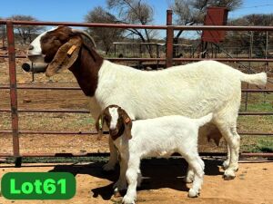 1+1X BOER GOAT Stoet 48-864 DOE SCHOONHEID BOER GOAT STUD